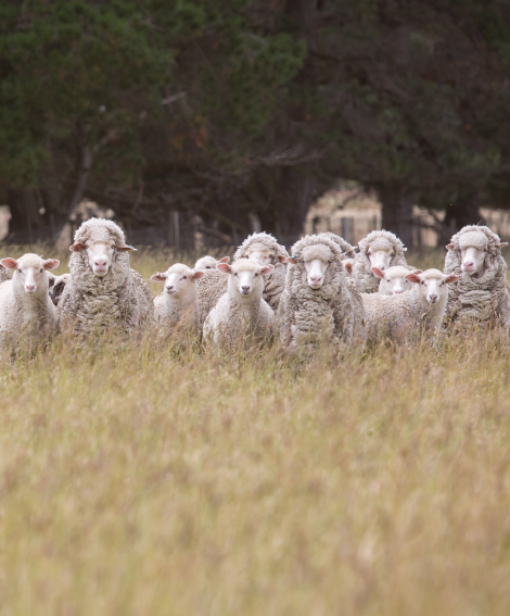 Module 8: Turn Pasture into Product